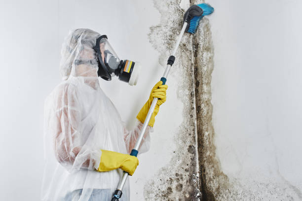 Best Mold Inspection  in Woodburn, IN
