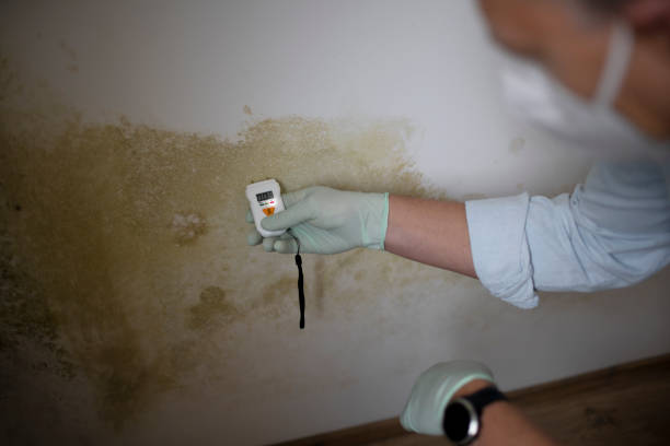 Best Toxic Mold Removal  in Woodburn, IN
