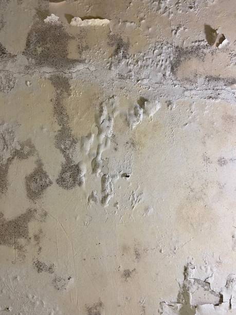 Best Emergency Mold Removal  in Woodburn, IN